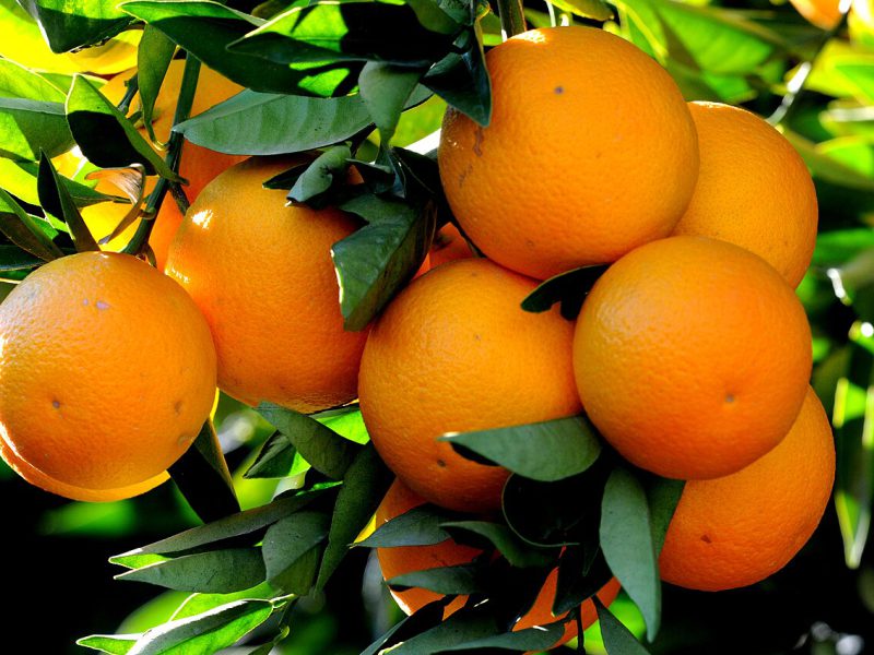 Jeruk Sunkist