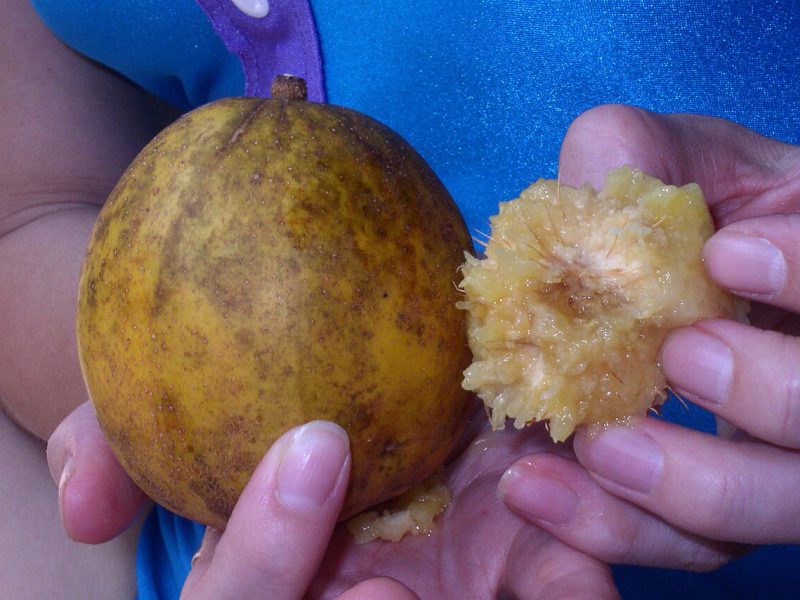 kedondong