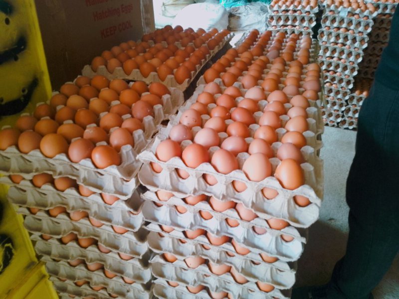 Telur Ayam